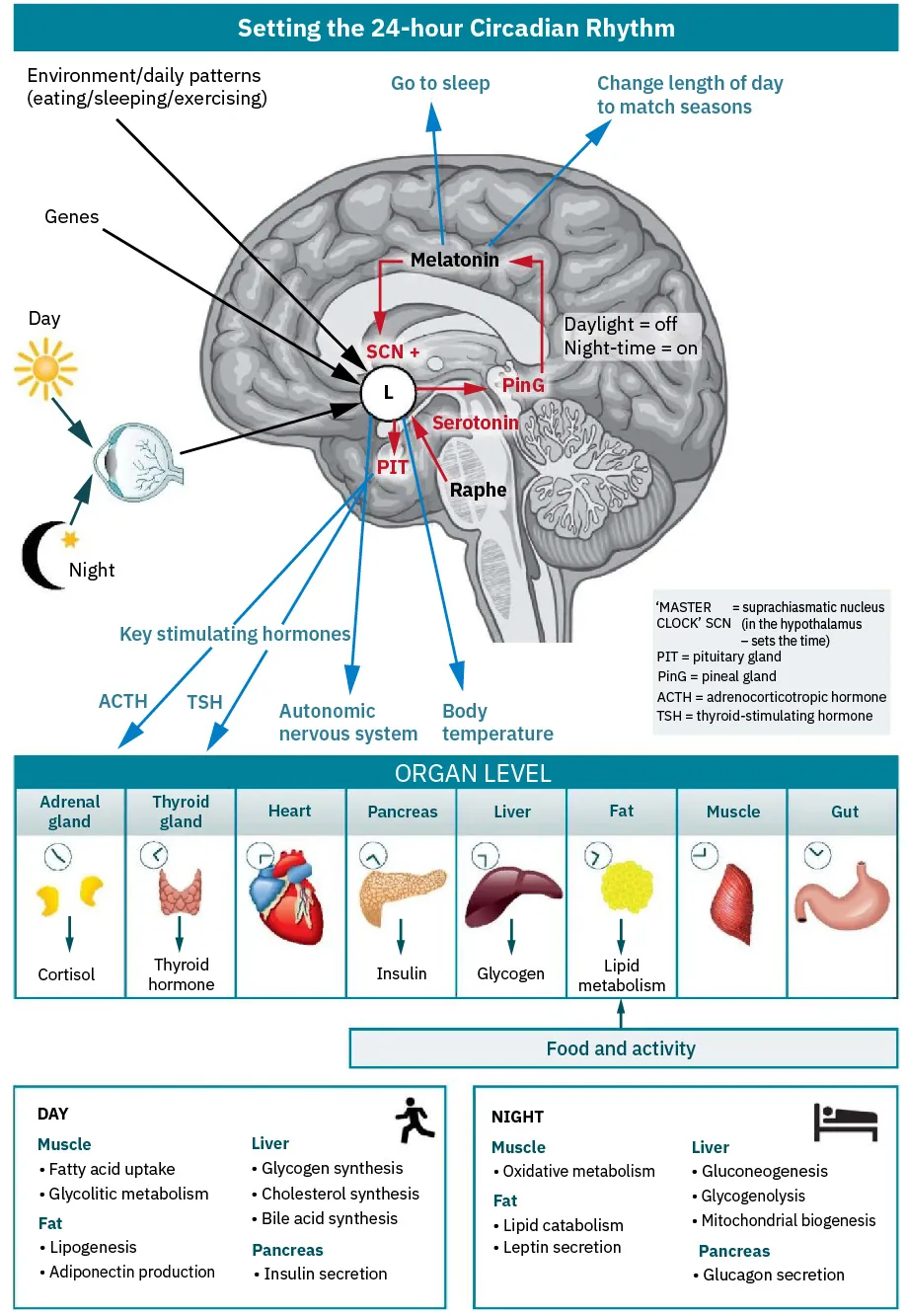 Illustration of “Setting the 24-Hour circadian rhythm.” Image of brain with arrows pointing in and out depicting what affects sleep, and organs affected by sleep. During the day/night, muscles, fat, fiver, pancreas affected.