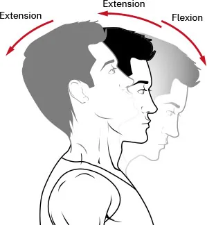 Diagram showing flexion and extension of neck