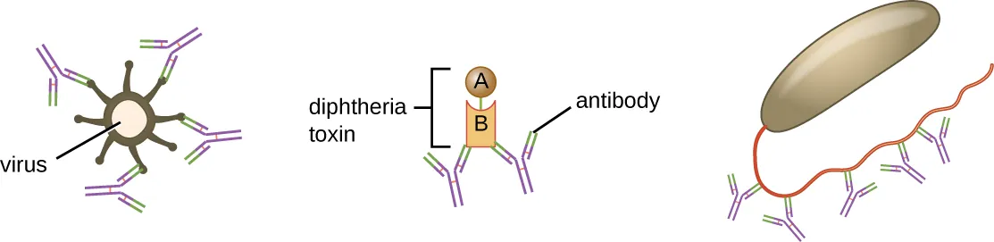 Viral neutralization. Description below.