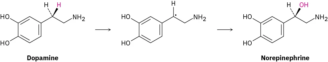 A reaction shows dopamine forming norepinephrine through an intermediate.