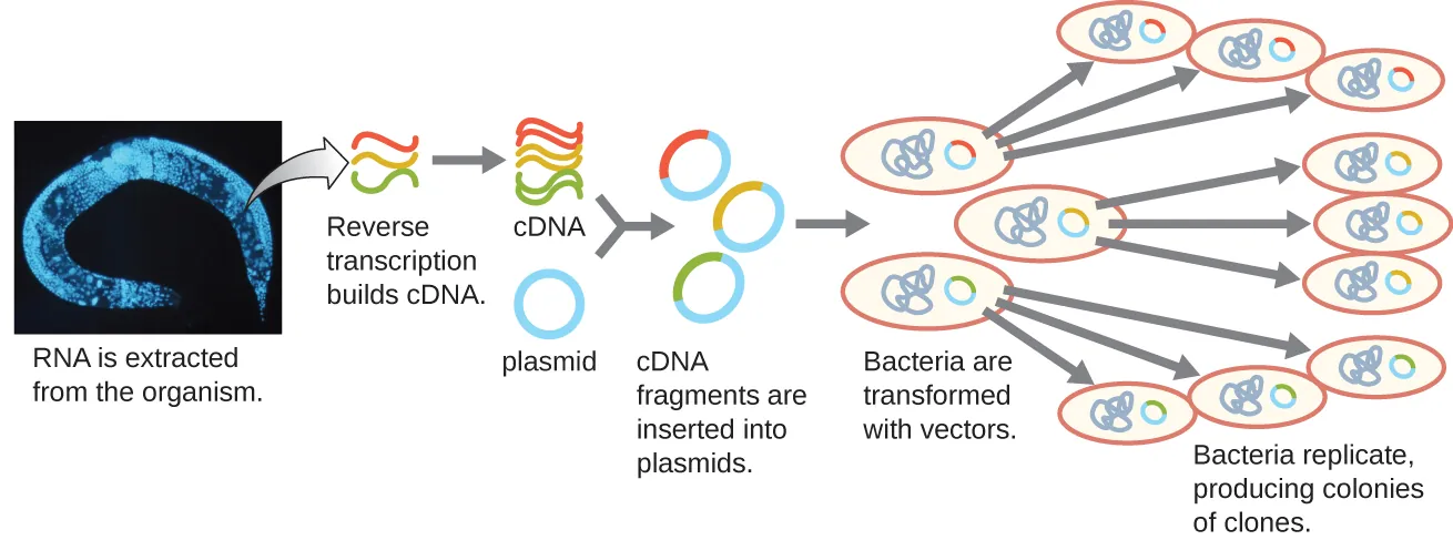 A diagram showing the generation of a cDNA library. Description below.