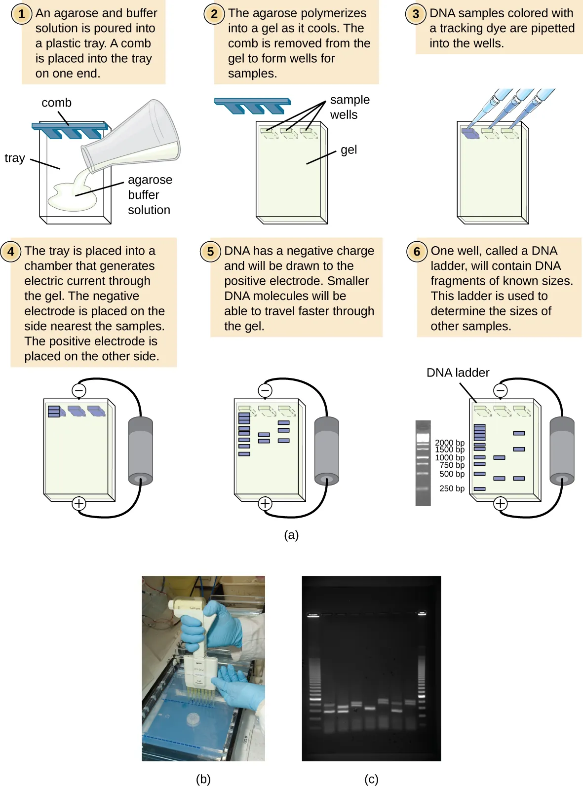A diagram of the process of agarose gel electrophoresis. Description below.