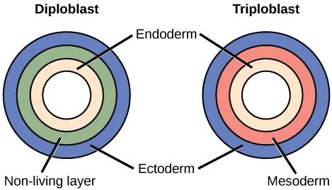 The left illustration shows the two embryonic germ layers of a diploblast. The inner layer is the endoderm, and the outer layer is the ectoderm. Sandwiched between the endoderm and the ectoderm is a non-living layer. Right illustration shows the three embryonic germ layers of a triploblast. Like the diploblast, the triploblast has an inner endoderm and an outer ectoderm. Sandwiched between these two layers is a living mesoderm.