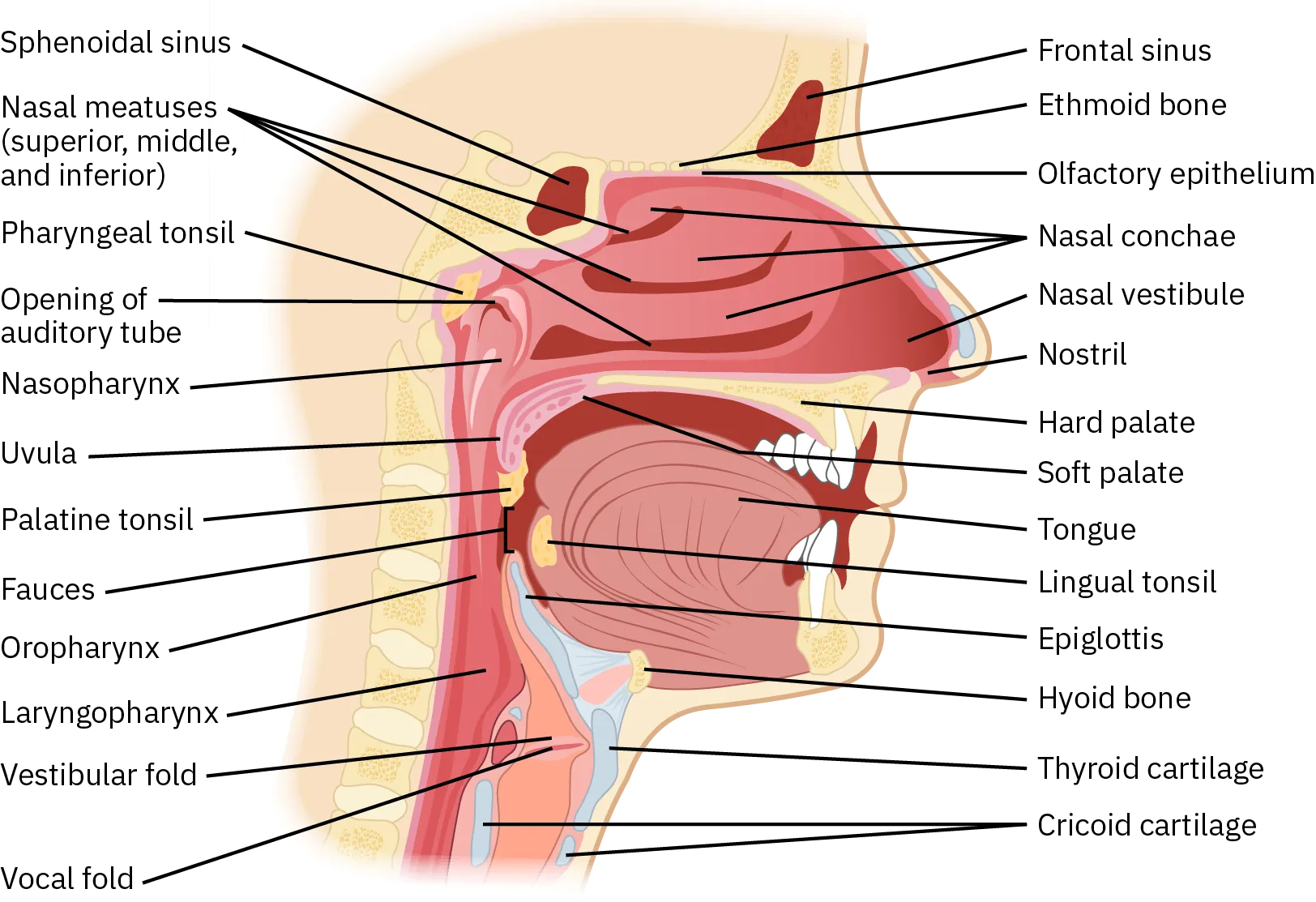 A diagram of a face and throat shows all of the structures that make up the upper respiratory system.