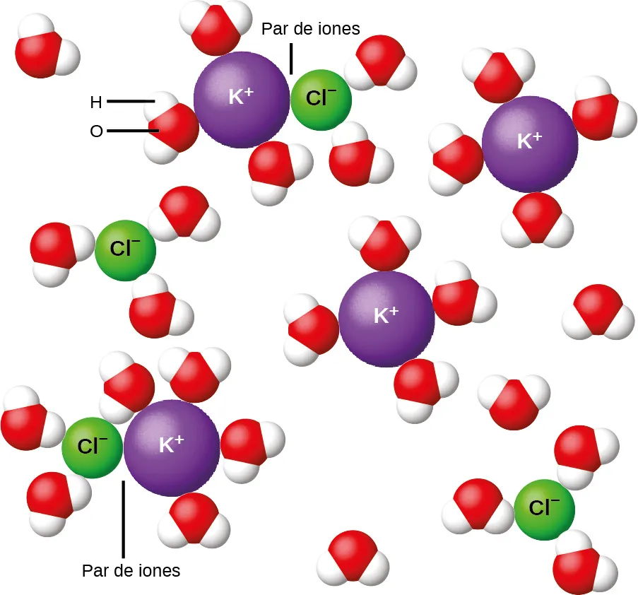 El diagrama muestra cuatro esferas púrpuras marcadas como K superíndice signo positivo y cuatro esferas verdes marcadas como C l superíndice signo negativo dispersas en H subíndice 2 O, como se muestra en los grupos de esferas rojas individuales con dos esferas blancas adheridas. Las esferas rojas representan el oxígeno y las blancas el hidrógeno. En dos lugares, las esferas púrpura y verde se tocan. En estas dos ubicaciones, el diagrama está marcado como par de iones. Todas las esferas rojas y verdes están rodeadas por los cúmulos blancos y rojos de H subíndice 2 O. Las esferas blancas son atraídas por las esferas moradas y las rojas por las verdes.