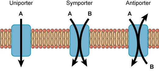 This illustration shows a plasma membrane with three transport proteins embedded in it. The left image shows a uniporter that transports a substance in one direction. The middle image shows a symporter that transports two different substances in the same direction. The right image shows an antiporter that transports two different substances in opposite directions.