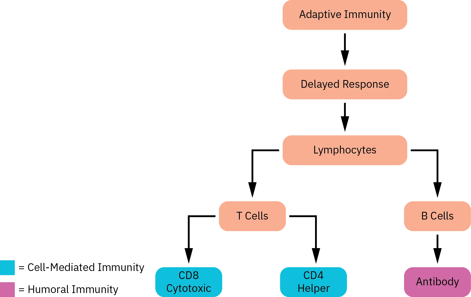 A flow chart indicates how T cell and B cell responses operate in adaptive immunity. Adapted immunity causes a delayed response, which activates lymphocytes.  The lymphocytes then activate either T cells or B cells.  If T cells are activated, cell-mediated immunity consisting of either CD8 cytotoxic or CD4 helper is released. If B cells are activated, antibodies, which are humoral immunity, are released.