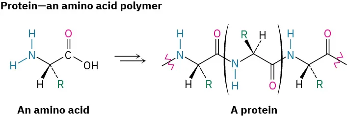 The figure shows amino acids link together to form a protein structure.