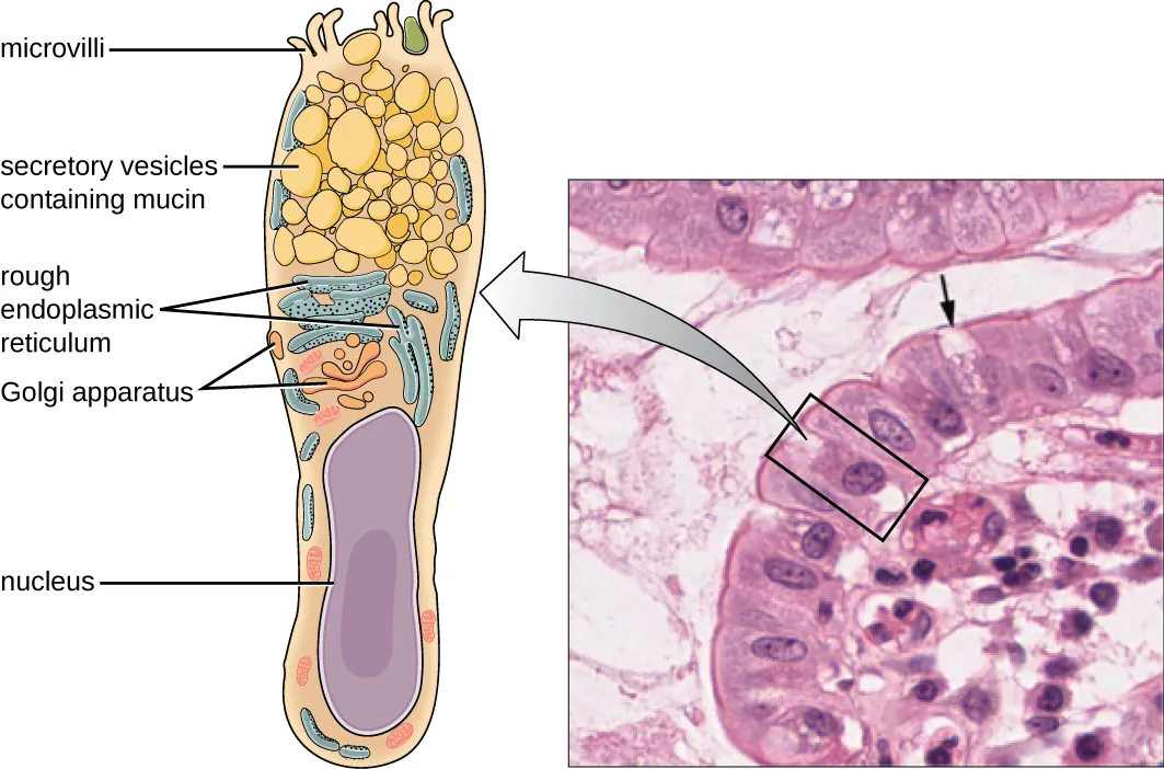 Figure a is a diagram of a single goblet cell. Description below.