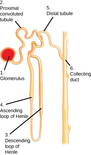 Illustration labels parts of a nephron. The nephron begins at the glomerulus, a spherical structure. The filtrate enters a winding proximal convoluted tubule. The proximal convoluted tubule empties into the descending loop of Henle. The descending loop of Henle turns into the ascending loop of Henle. Both the descending loop and ascending loop are thin at the bottom, then turn thick about a third of the way up. The ascending loop of Henle empties into the distal convoluted tubule. The distal convoluted tubule empties into a collecting duct, which then travels down toward the middle of the kidney.