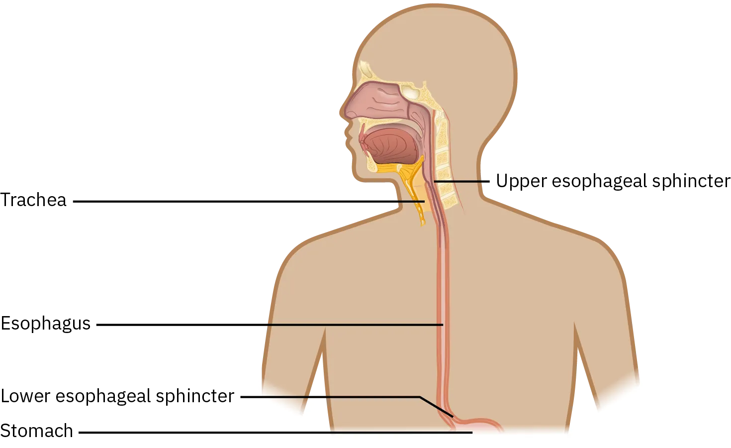 A diagram of the esophagus shows the upper esophageal sphincter (the muscular tube that passes food and drink from the mouth to the stomach) near the trachea (windpipe). The lower esophageal sphincter is right before the entry to the stomach.