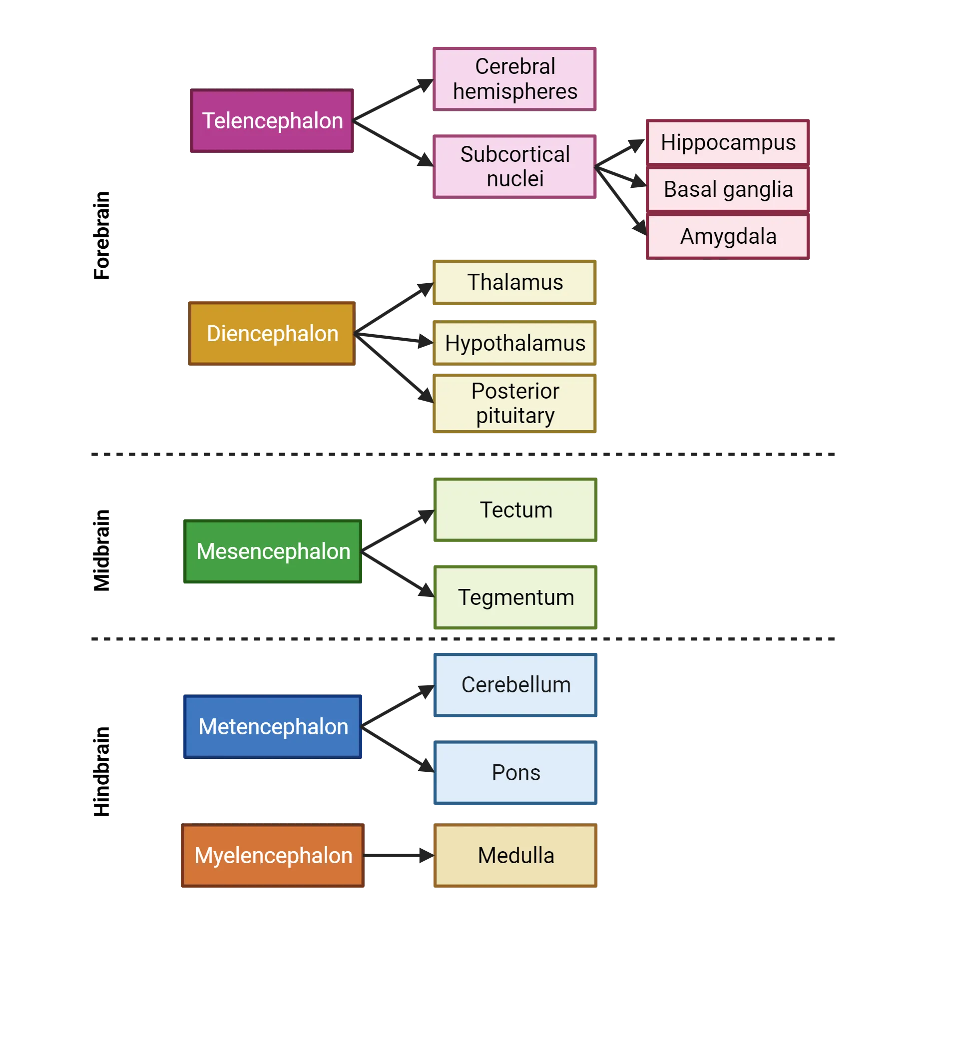 Flow chart showing brain regions assigned to different embryonic origins. Telencephalon: cerebral hemispheres, subcortical nuclei (hippocampus, basal ganglia, amygdala). Diencephalon: thalamus, hypothalamus, posterior pituitary. Mesencephalon: tectum, tegmentum. Metencephalon: cerebellum, pons. Myelencephalon: medulla.