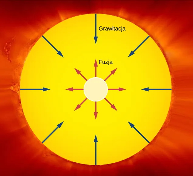 Rysunek przedstawia Słońce jako koło i jądro Słońca jako mniejszy koncentryczny krąg wewnątrz niego. Strzałki opisane jako fuzja wychodzą z rdzenia do zewnątrz. Strzałki oznaczone jako grawitacja wychodzą z powierzchni do wewnątrz.