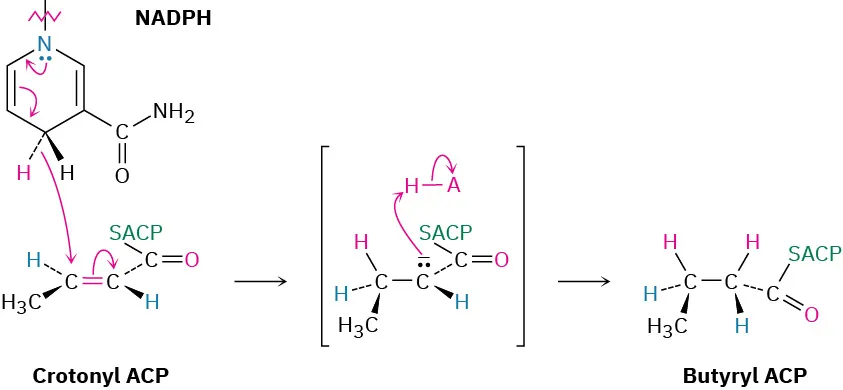 Crotonyl A C P reacts with nicotinamide adenine dinucleotide phosphate hydride to form an enolate that is protonated  to butyryl A C P.