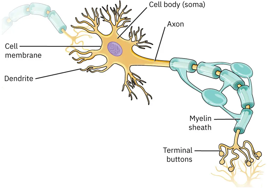 An illustration of a neuron showing the cell membrane, dendrite, cell body (soma), axon, myelin sheath, and terminal buttons.