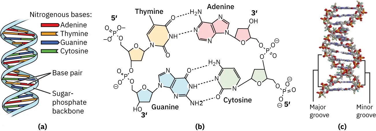 (a) Illustration of a DNA double helix, with sugar phosphate backbone on outside, nitrogenous base pairs on inside. (b) Base pairing between thymine and adenine, which form two hydrogen bonds, and between guanine and cytosine, which form three hydrogen bonds. (c) Molecular model of DNA double helix. Outside of the helix alternates between wide gaps (major grooves), and narrow gaps (minor grooves).