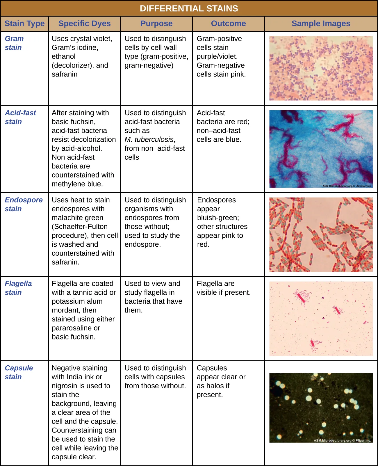 Differential stains table. Description below.