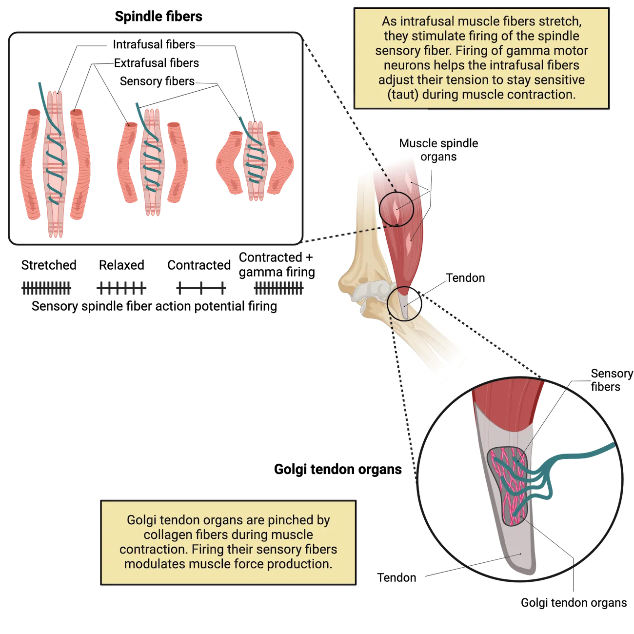 2 part diagram: 1 Diagram of muscle spindles. An inset shows bulbs of muscle fiber (spindle) wrapped by an axon fiber, surrounded by 2 muscle fibers. 3 diagrams show the spindle shorten as the surrounding muscle fibers shorten. Below each diagram, line drawings represent firing rates of sensory spindle fibers (rapid for stretched, moderate for relaxed, sparse for contracted and finally rapid again for contracted+gamma firing). 2) Diagram of a golgi tendon organ: neuronal fibers sit in between a mesh of collagen within the tendon at the end of a muscle.