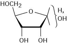 A  furanose D-ribose is presented. The cyclization of ribose occurs via hemiacetal formation due to an attack on aldehyde by C 4 hydroxyl group to produce a furanose ring .
