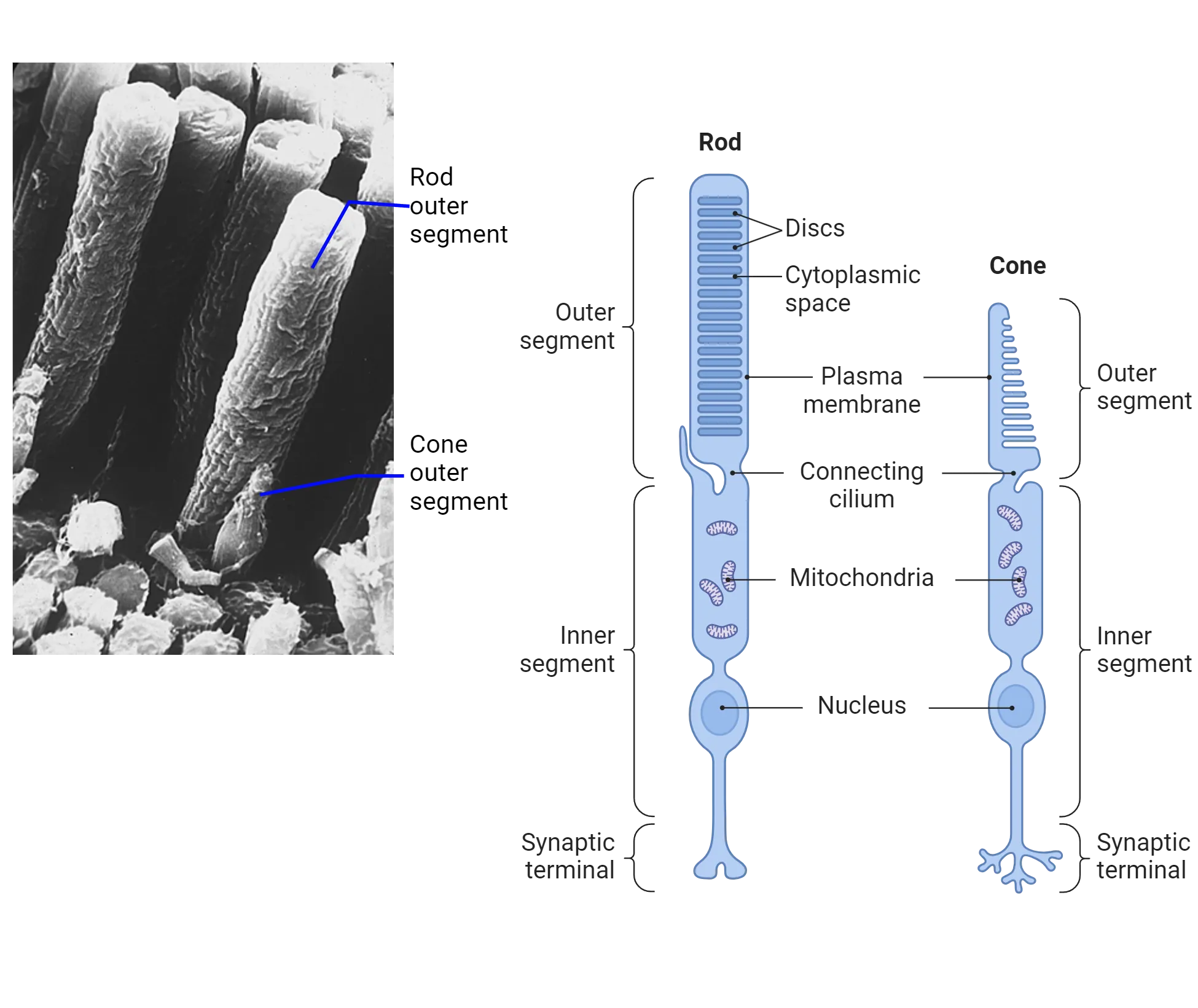 Left is a scanning electron microscopy image of the surface of the outer segments of rods and cones. The rod outer segments are rectangular (i.e. rod shaped) and much larger and longer than the cones, which are shaped like cones. Right are diagrams of the major parts of rods and cones. They have synaptic terminals at the bottom, connected via a process to the nucleus, above which is a mitochondria-rich intracellular space (together this is labeled as the inner segment). The outer segments of the rods (connected above the mitochondrial-rich segment via the connecting cilium) are rectangular, with repeating parallel disks within in the cell. The cones also have disks, but the cone outer segment is shorter than the rod and is cone shaped.