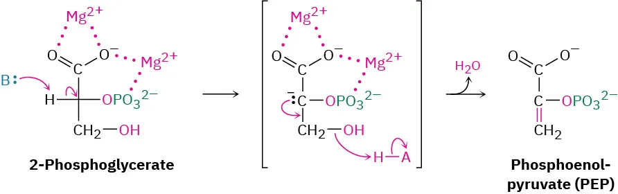 The magnesium salt of 2-phosphoglycerate  reacts with a base to form a phosphoglycerate anion which is dehydrated to provide phosphoenol pyruvate and water.