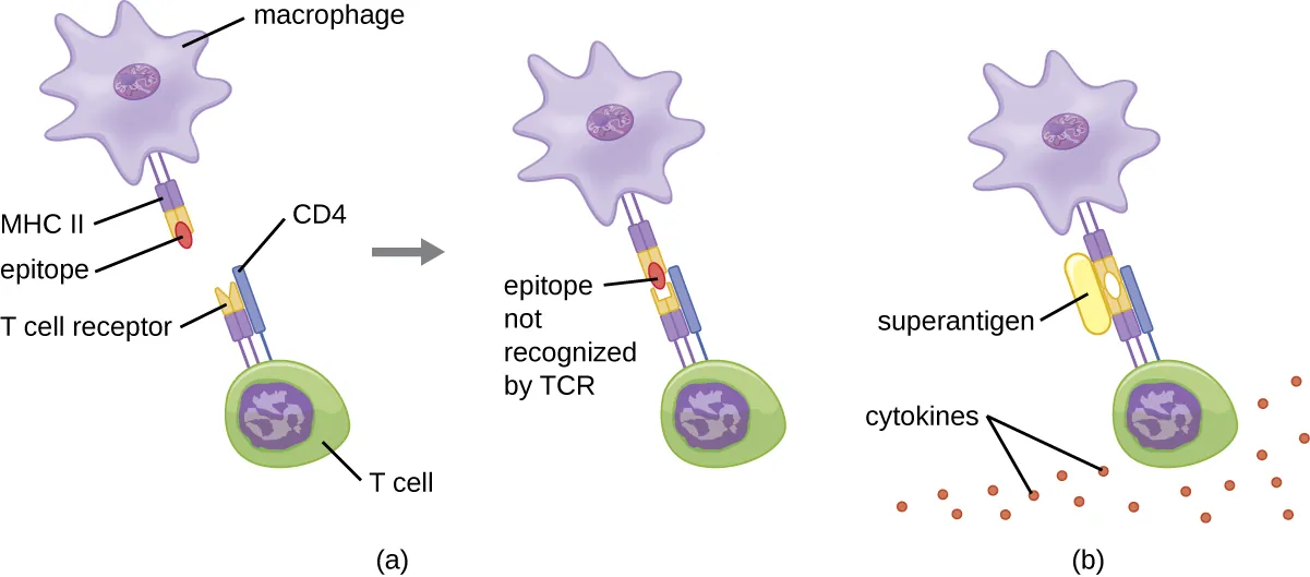 Activation of MHC II and TCR. Description below.