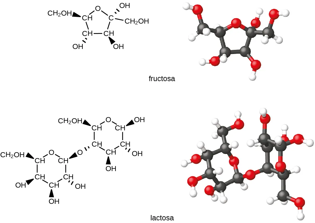 Esta figura muestra los modelos estructurales y de barras y esferas para los azúcares comunes fructosa y lactosa. Los átomos de carbono se ilustran en negro, los de oxígeno en rojo y los de hidrógeno en blanco en los modelos de barras y esferas.