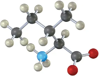 A ball-and-stick model of isoleucine, a five-carbon chain with a carboxylate anion at  C 1, amine at C 2, and a methyl group at C 3 position.