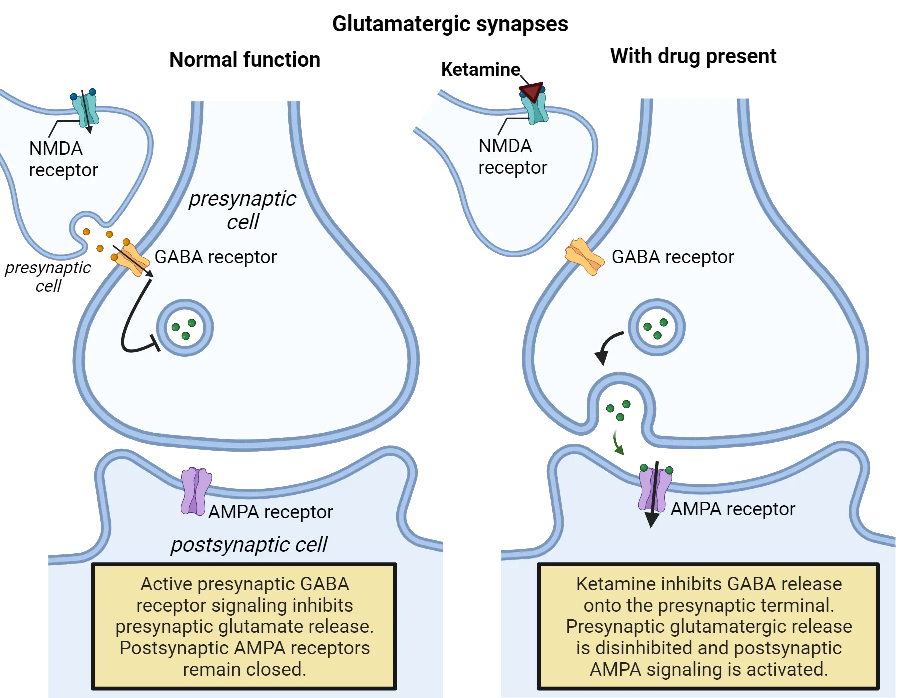 Two diagrams of glutamatergic synapses with a GABAergic cell releasing on the glutamatergic presynaptic terminal. The GABAergic cell has an NMDA receptor on it. One diagram shows normal function and the other shows with drug present (ketamine). Normal: Active presynaptic GABA receptor signaling inhibits presynaptic glutamate release. Postsynaptic AMPA receptors remain closed. With drug: Ketamine inhibits GABA release onto the presynaptic terminal. Presynaptic glutamatergic release is disinhibited and postsynaptic AMPA signaling is activated.