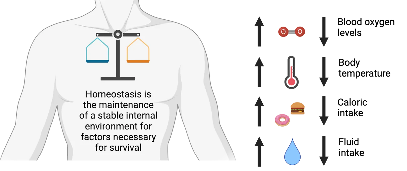 mage of human torso with text “Homeostasis is the maintenance of a stable environment for factors necessary for survival” Icons to present balance in blood oxygen levels, body temperature, caloric intake and fluid intake are shown.