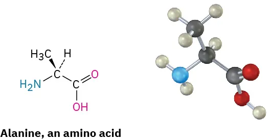 The structure and ball-and-stick model of L-alanine. It is a carbon linked to an amine, carboxylic acid, dashed hydrogen and wedged methyl group.