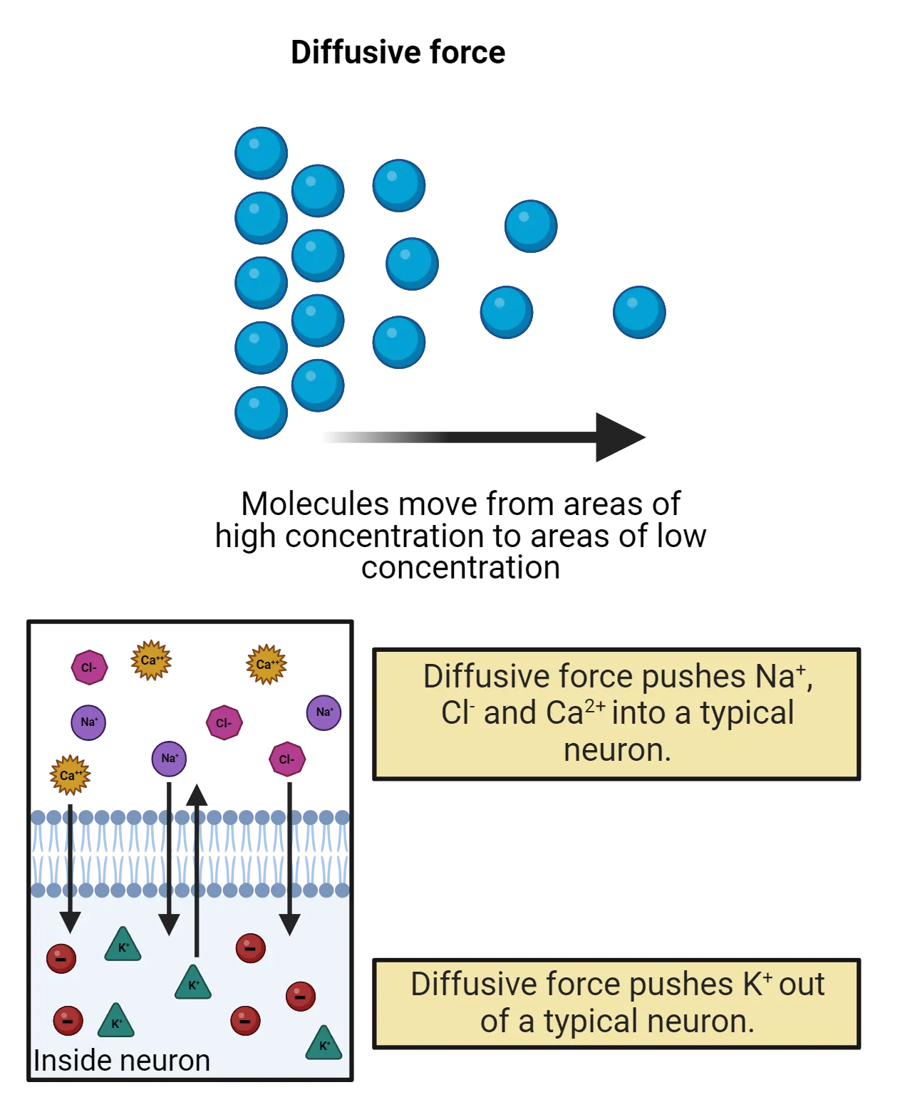 Top: Diagram of spheres moving from more concentrated to less. Bottom: Diagram of a cell membrane. Ions are shown inside and outside the cell.  Arrows indicate direction of diffusive force