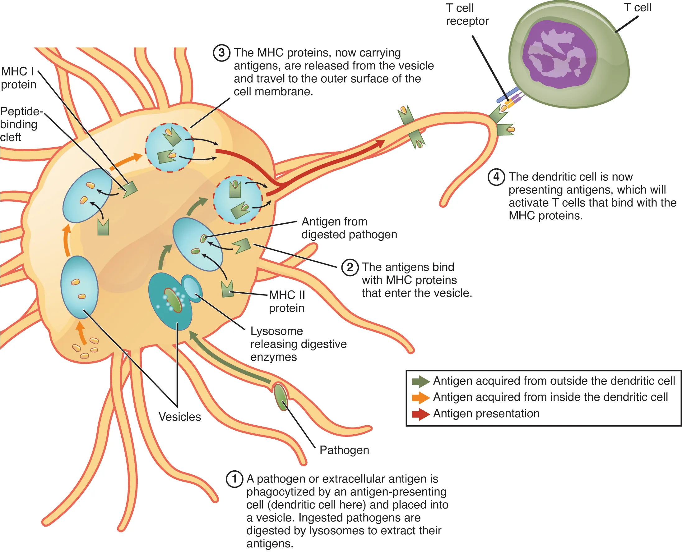 This figure shows how an antigen-presenting cell deals with a pathogen or extracellular antigen. The different steps are shown with text callouts.