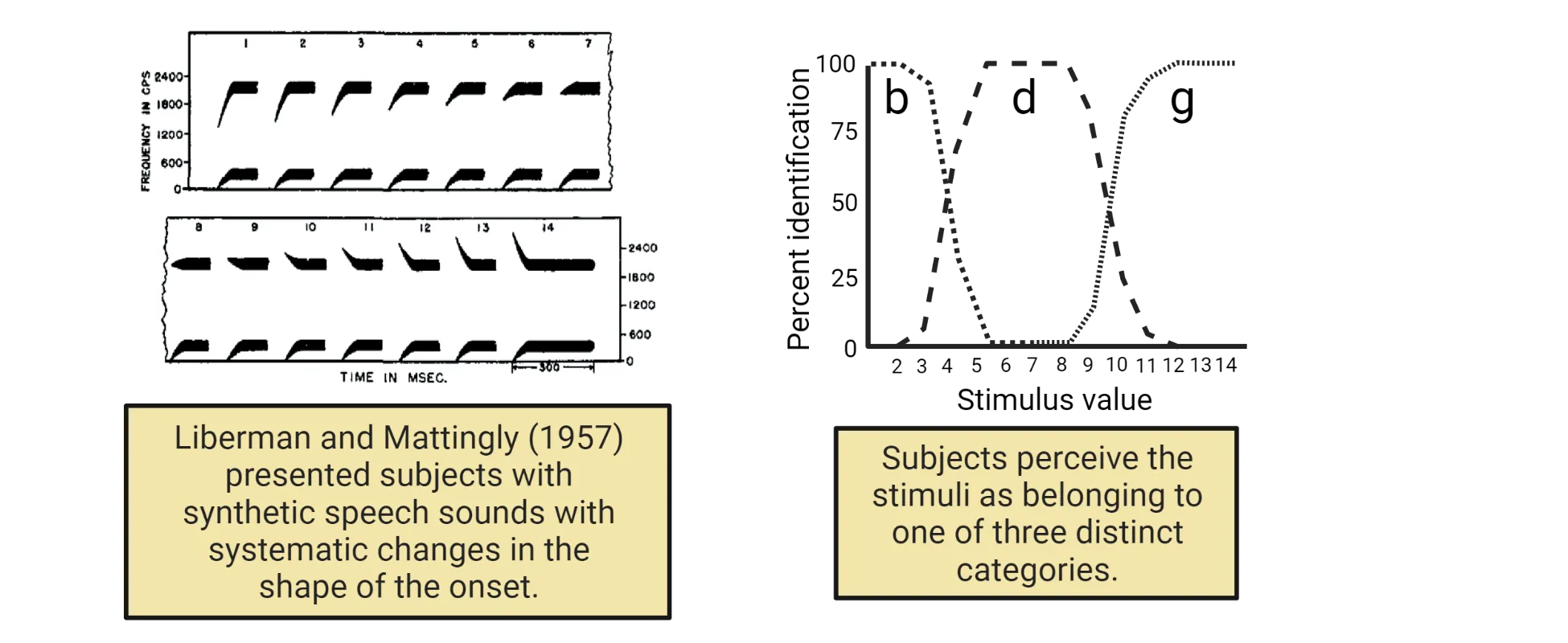 Left: Drawing of frequency of sounds over time for synthetic speech sounds. Drawing shows how the 'shape' of the sound was changed little by little with each presentation. Right: Line graph of percent identification (y axis) vs stimulsu value (x-axis). Three separate lines are shown, with separable peaks, to show how subject categorize sounds into sounding like 'b', 'd' or 'g'.