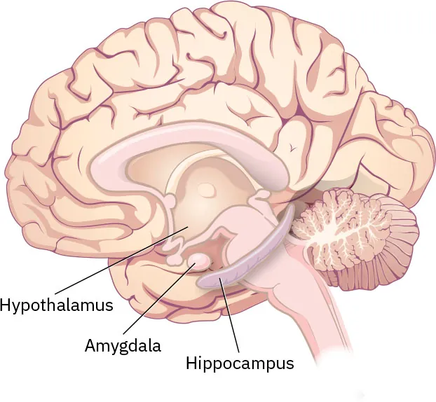 Illustration of brain with hypothalamus, amygdala, and hippocampus labeled.