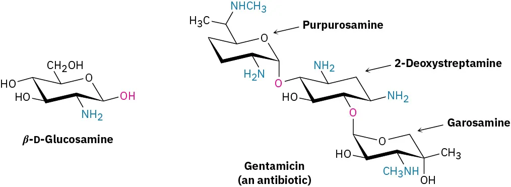 The Haworth projection of beta-D-glucosamine and gentamicin (an antibiotic). Purpurosamine, 2-deoxystreptamine and garosamine in the structure of gentamicin are labelled.