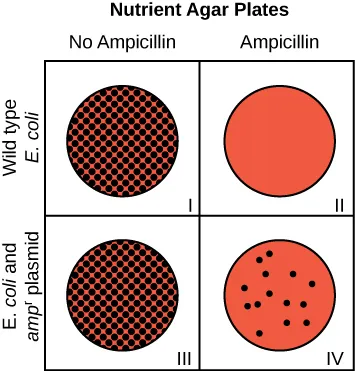 Four nutrient agar plates are shown. The first two use wild type E coli. One of these had no ampicillin and had large amounts of bacterial growth. The other plate had ampicillin and had no bacterial growth. The next two plants both used E coli and A M P R plasmid. One of these had no ampicillin and had large amounts of bacterial growth. The other plate had ampicillin and had a few bacterial colonies present on the plate.