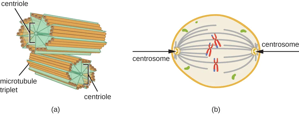 Centrioles. Description below.