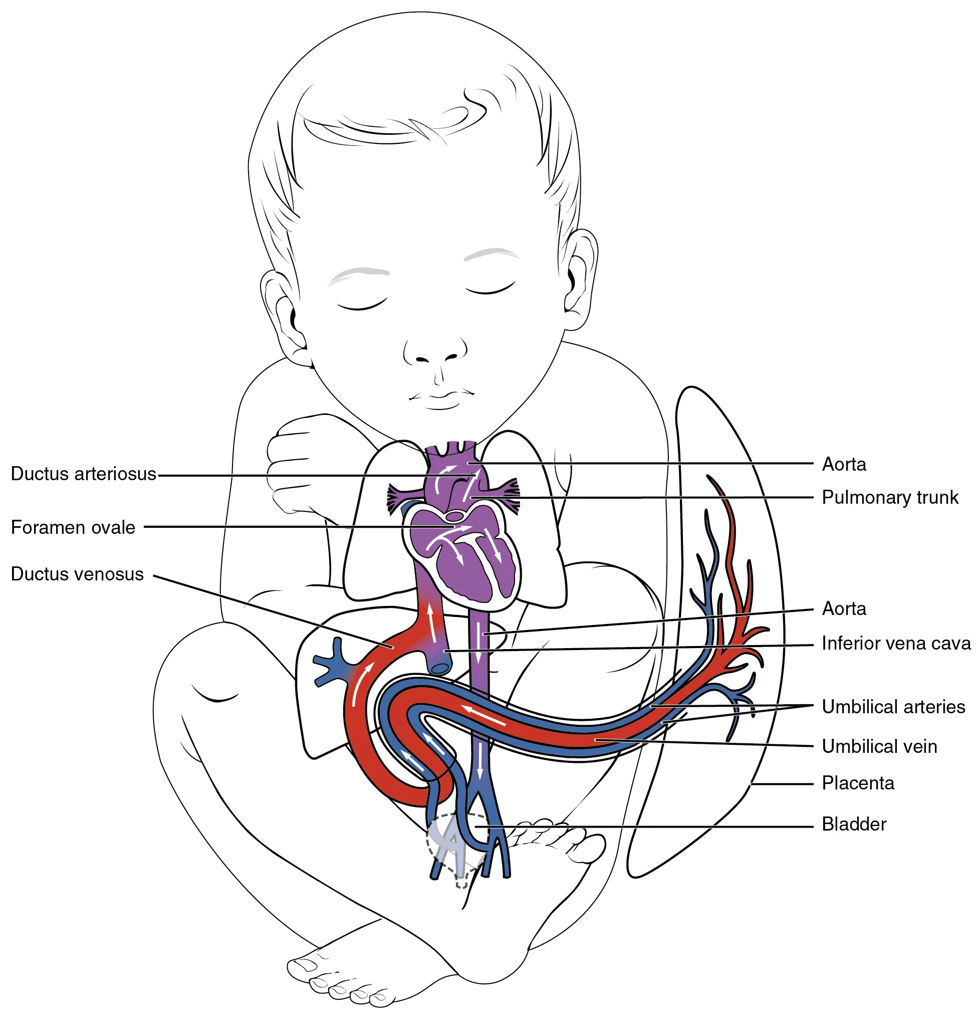 This figure shows the blood vessels in a fetus.