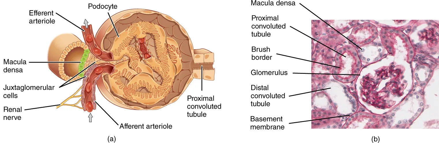 The top panel of this image shows the cross section of the juxtaglomerular apparatus. The major parts are labeled.