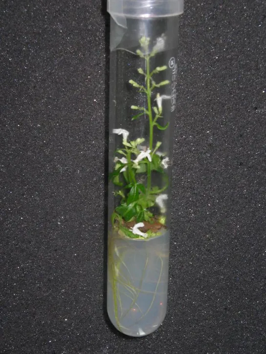 Photo shows a plant growing in a test tube.