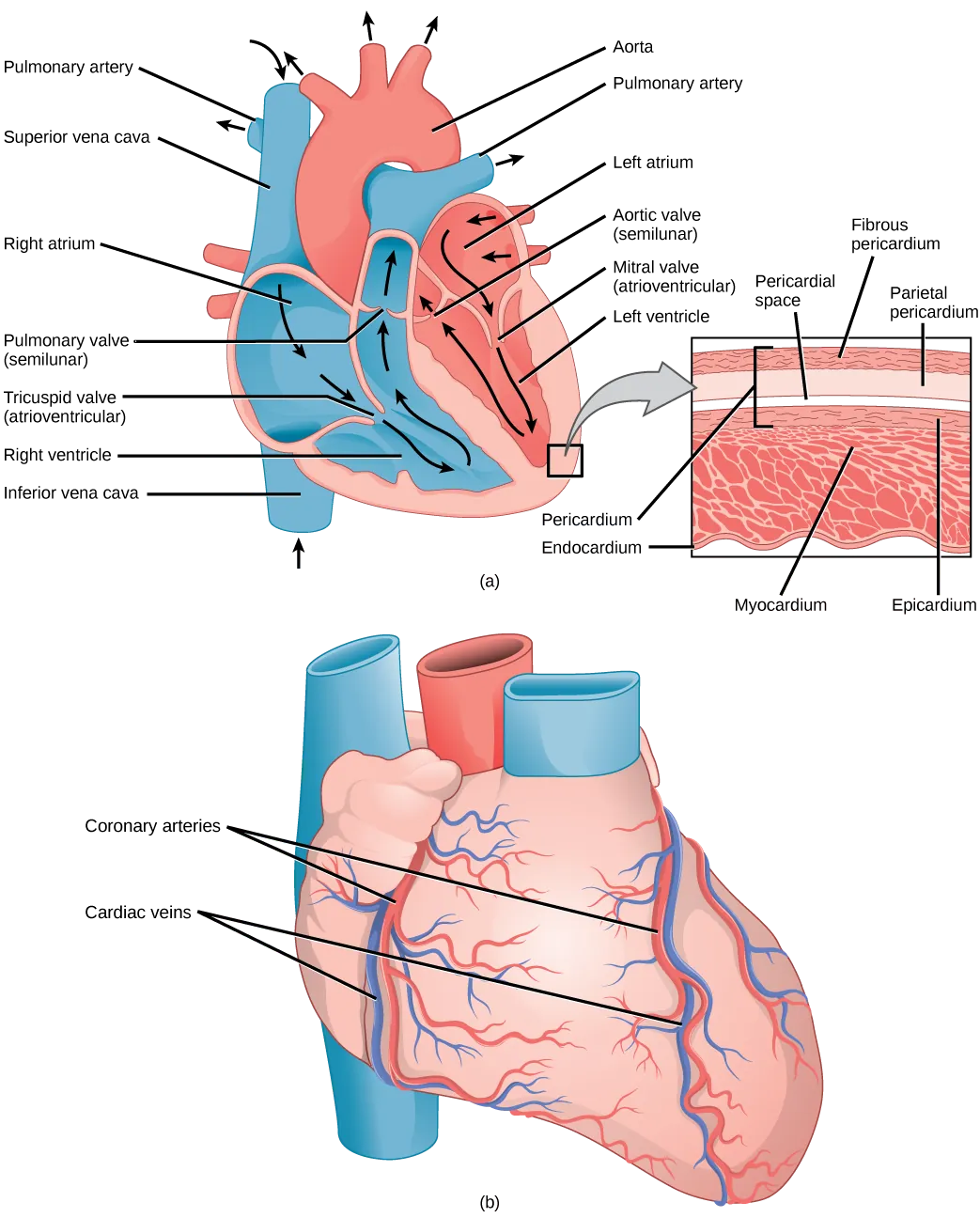 Illustration A shows the parts of the heart. Blood enters the right atrium through an upper, superior vena cava and a lower, inferior vena cava. From the right atrium, blood flows through the funnel-shaped tricuspid valve into the right ventricle. Blood then travels up and through the pulmonary valve into the pulmonary artery. Blood re-enters the heart through the pulmonary veins, and travels down from the left atrium, through the mitral valve, into the left ventricle. Blood then travels up through the aortic valve, into the aorta. The tricuspid and mitral valves are atrioventricular and funnel-shaped. The pulmonary and aortic valves are semilunar and slightly curved. An inset shows a cross section of the heart. The myocardium is the thick muscle layer. The inside of the heart is protected by the endocardium, and the outside is protected by the pericardium. Illustration B shows the outside of the heart. Coronary arteries and coronary veins run from the top down along the right and left sides.