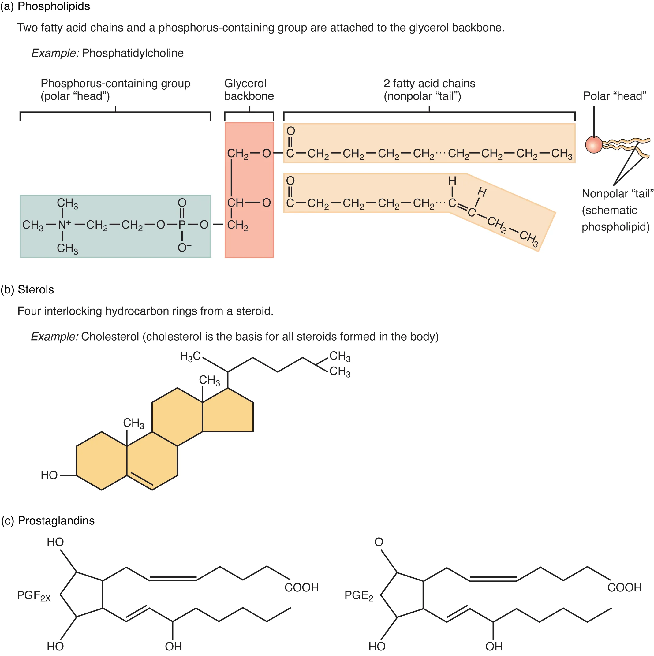 This figure shows the chemical structure of different lipids.