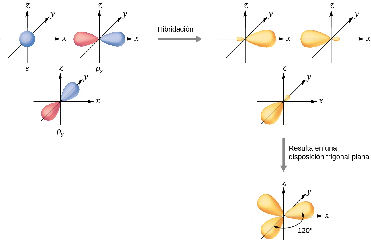 Esto muestra una serie de tres diagramas con uno a la izquierda conectado al de la derecha por una flecha hacia esa dirección marcada como "Hibridación". Más abajo de la flecha de la derecha hay otra orientada hacia abajo con la marca "Da una disposición trigonal plana", que se conecta con el último diagrama. El primer diagrama muestra un orbital esférico azul marcado como "S" y, a continuación, dos orbitales rojos y azules con forma de maní, cada uno de ellos situado en un sistema de ejes X, Y, Z, marcados como "P subíndice x" y "P subíndice y". Los dos orbitales rojo y azul están situados en los ejes x y z, respectivamente. El segundo diagrama muestra los tres orbitales de nuevo en un sistema de ejes X, Y, Z, pero son amarillos y tienen un lóbulo más grande y otro más pequeño. Cada uno se encuentra en un eje diferente en el dibujo. El tercer diagrama muestra los mismos tres orbitales, pero sus lóbulos más pequeños ahora se superponen mientras que sus lóbulos más grandes están ubicados y marcados como "120 grados" uno del otro.