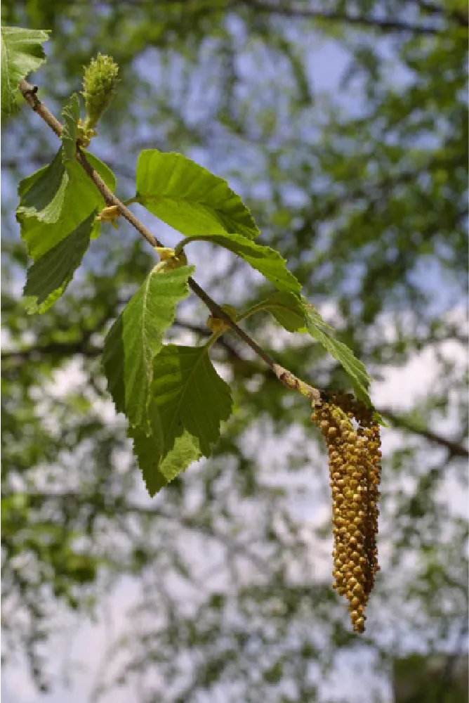 Image is of a river birch, Betula nigra. Seed pods hang from a branch, and appear to have the same composition and appearance of a cluster of grapes. In the upper left portion of the image, the female inflorescence is pointing up.