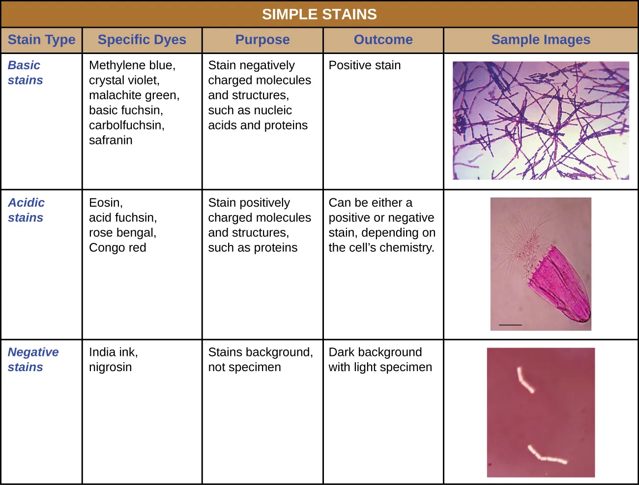 Simple stains table. Description below.