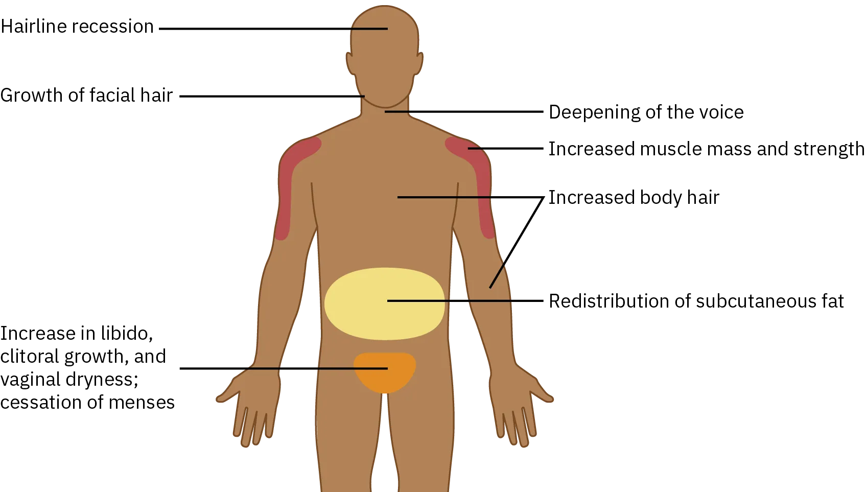 A diagram shows the areas of the body that are altered by drugs used for F T M transition. There is hair loss at the scalp, increased oiliness in the skin, and acne. Increased muscle mass and strength occur in the arms. The voice deepens. Facial and body hair grows. Fat redistribution occurs in the stomach. Clitoral enlargement and vaginal atrophy also occur.