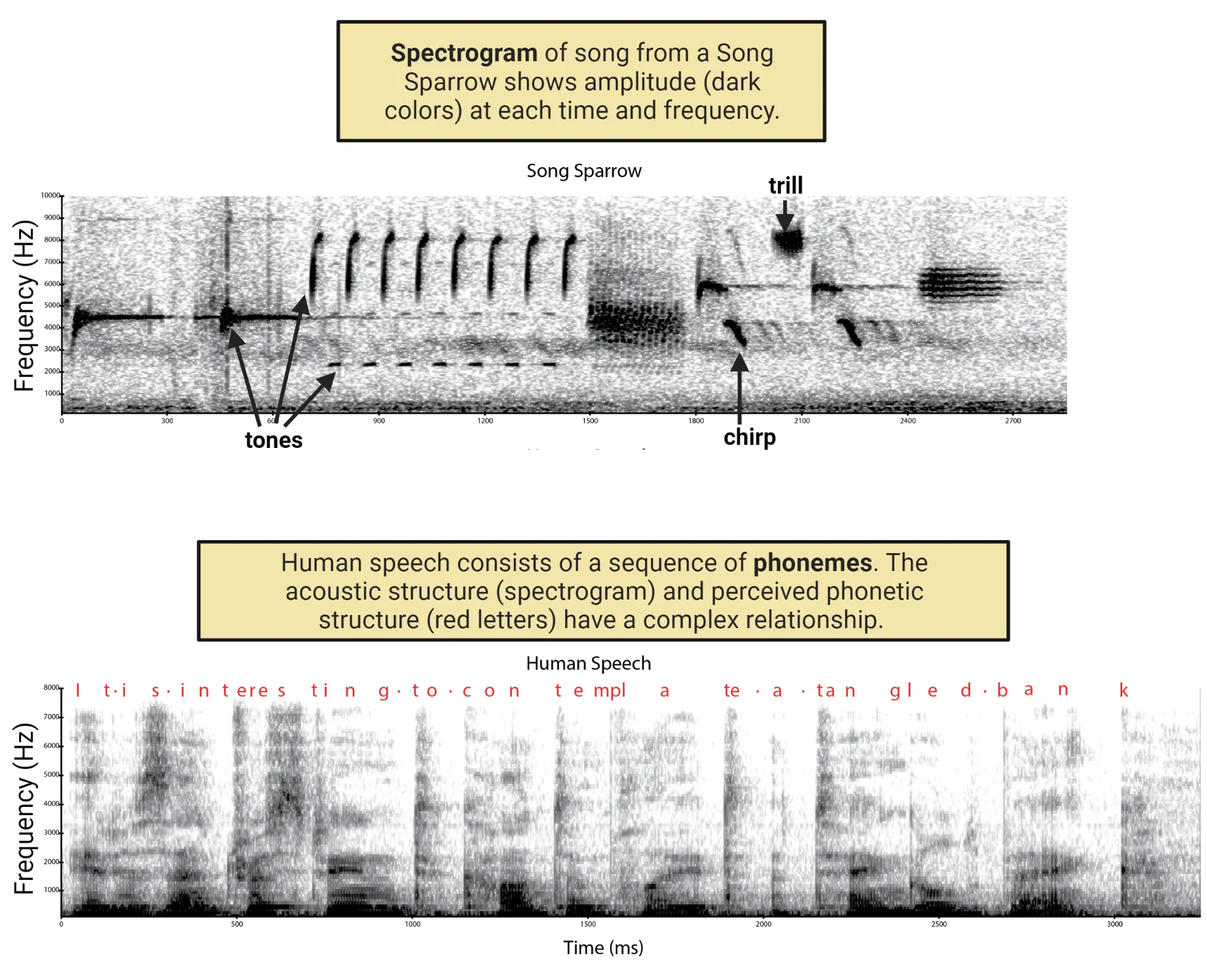 Top: Spectrogram shows dark colors on grey background with Y axis = frequency and x-axis = time. Clusters of dark colors show sound patterns at different frequencies for a song sparrow's tones, chirp and trill. Bottom: Spectrogram shows dark colors on grey background with Y axis = frequency and x-axis = time. Clusters of dark colors show sound patterns at different frequencies for a human saying 'it is interesting to contemplate a tangled bank'