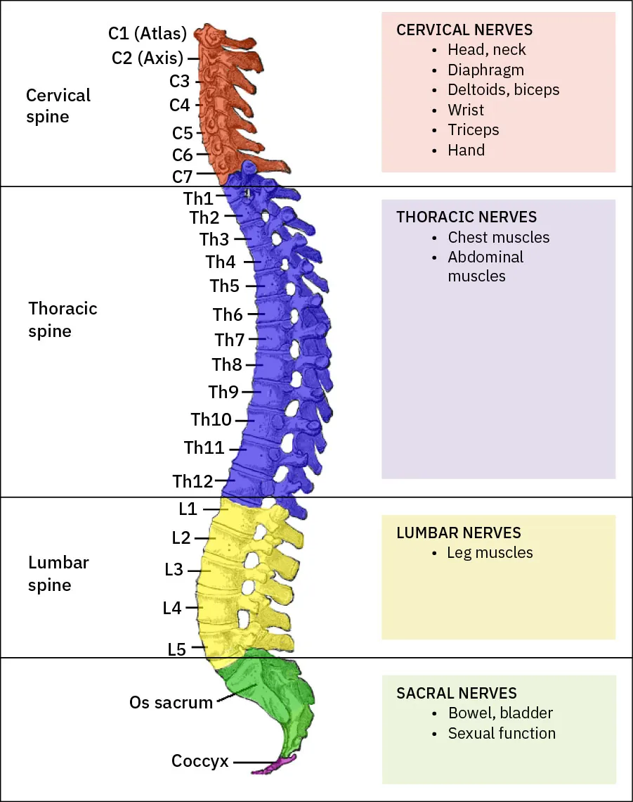 The image is an anatomical illustration of the human spine, color-coded and labeled to show the different sections and corresponding spinal nerves. The cervical spine is in red, including C1 (Atlas) and C2 (Axis) through C7. The thoracic spine is in blue, labeled from Th1 to Th12. The lumbar spine is in yellow, labeled from L1 to L5. The sacral region, including the sacrum and coccyx, is in green. Each section is associated with specific nerves and their functions, listed in adjacent colored boxes. Cervical nerves control the head, neck, diaphragm, deltoids, biceps, wrist, triceps, and hand. Thoracic nerves control chest and abdominal muscles. Lumbar nerves control leg muscles. Sacral nerves control bowel, bladder, and sexual function. The diagram provides a clear and detailed view of the spine and the role of each section’s nerves.