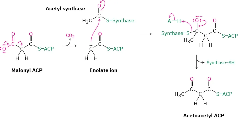Malonyl A C P reacts with acetyl synthase generating enolate ion expelling carbon dioxide. The reaction expels synthase - S H, giving acetoacetyl A C P.